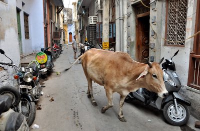 Delhi Backstreets