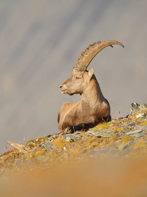Capra ibex  Alpine Ibex  Steinbock