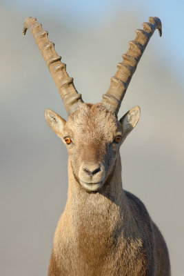 Capra ibex  Alpine Ibex  Steinbock