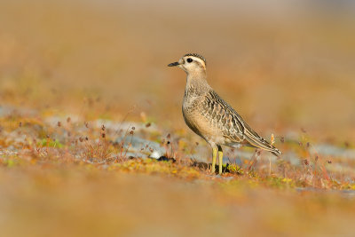 Charadrius morinellus Dotterel Mornellregenpfeifer