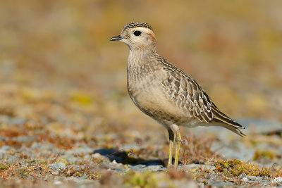 Charadrius morinellus Dotterel Mornellregenpfeifer
