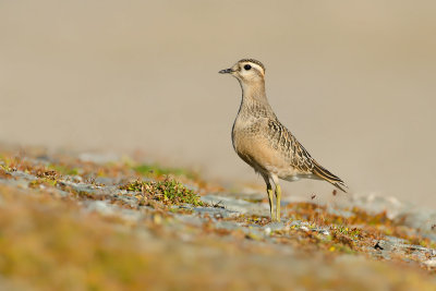 Charadrius morinellus Dotterel Mornellregenpfeifer