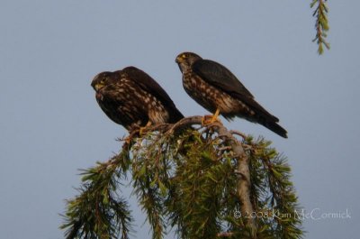 Seattle Merlin Nest 2008 , Part I - (Click image above to enter gallery)
