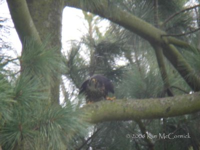 Adult Male in the Nest Tree-2