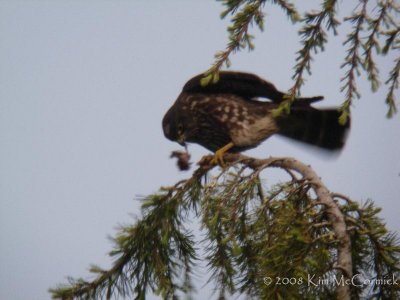 Spike  with Very Small Prey (a hummingbird!)