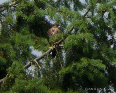 First to fledge! -2