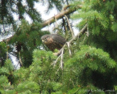 First to fledge! -3