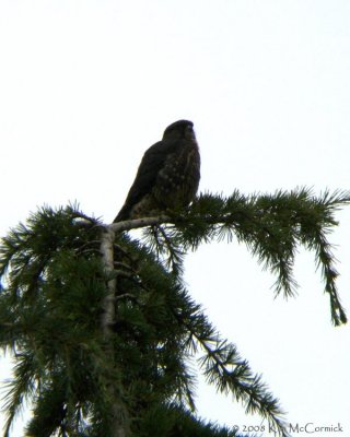 Fledgling on the deodar cedar.