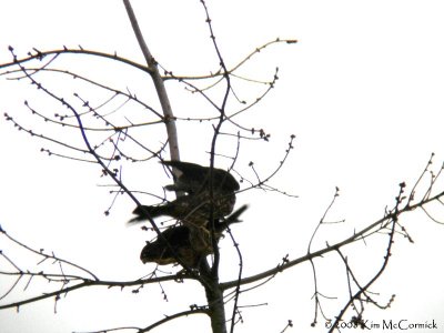 Fledglings -2