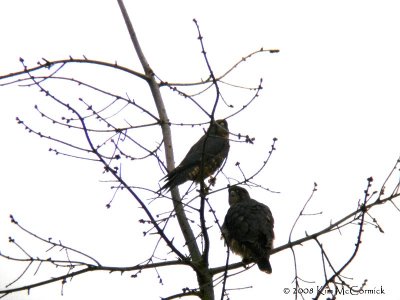 Fledglings - 1