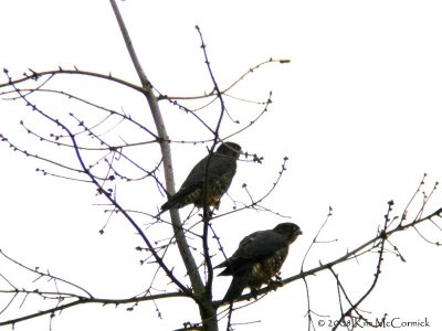 Fledglings  -3