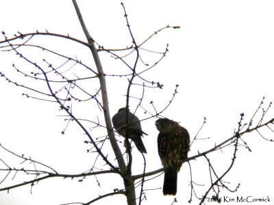 Fledglings - 4