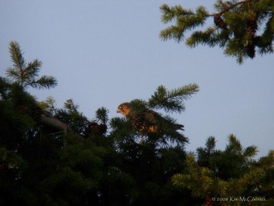g1/16/891416/3/108799498.5cxT8uE8.jpg