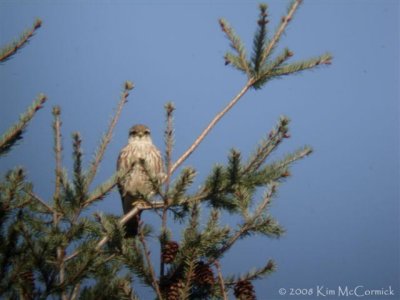Very Pale Merlin, Seattle, WA, March 24, 2008 (Click on image to enter gallery)