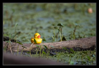 The very rare wild Yellow Ducky