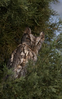 Screech Owl is Cypress