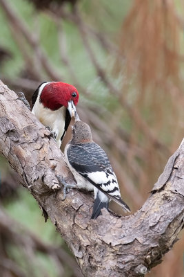 Redheaded Woodpecker w/juvi