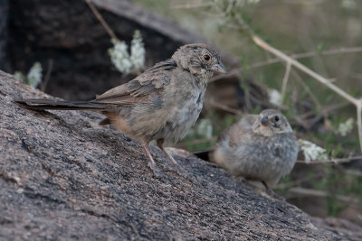 Canyon Towhee pair