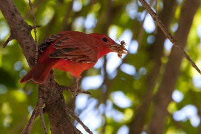 Summer Tanager with Wasp