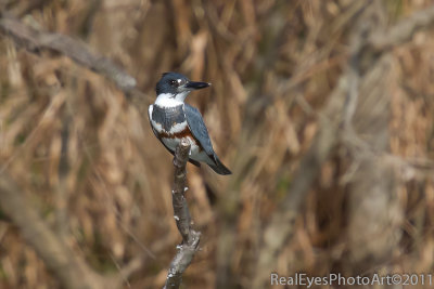 1st Belted Kingfisher