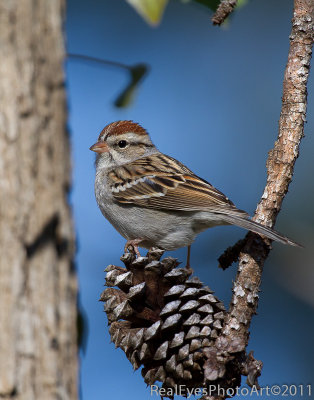 Chipping Sparrow posing on pine cone
