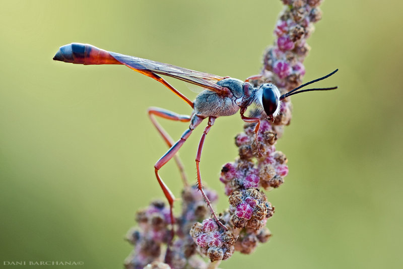 Ammophila rubripes