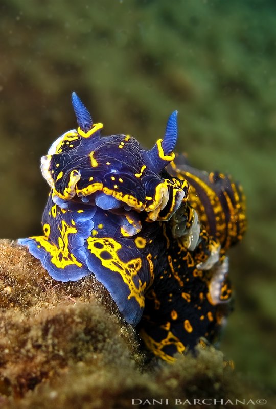 Hypselodoris picta, mediterranean