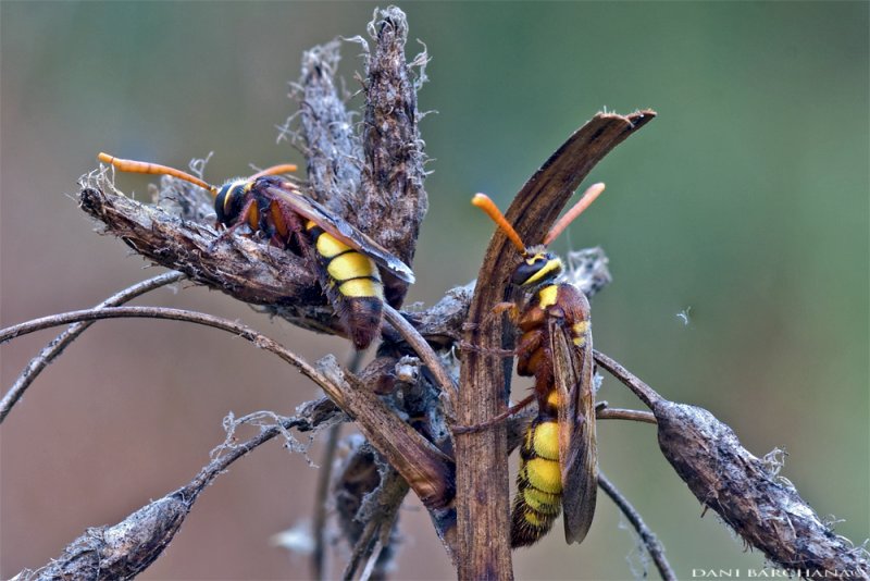 Wasps