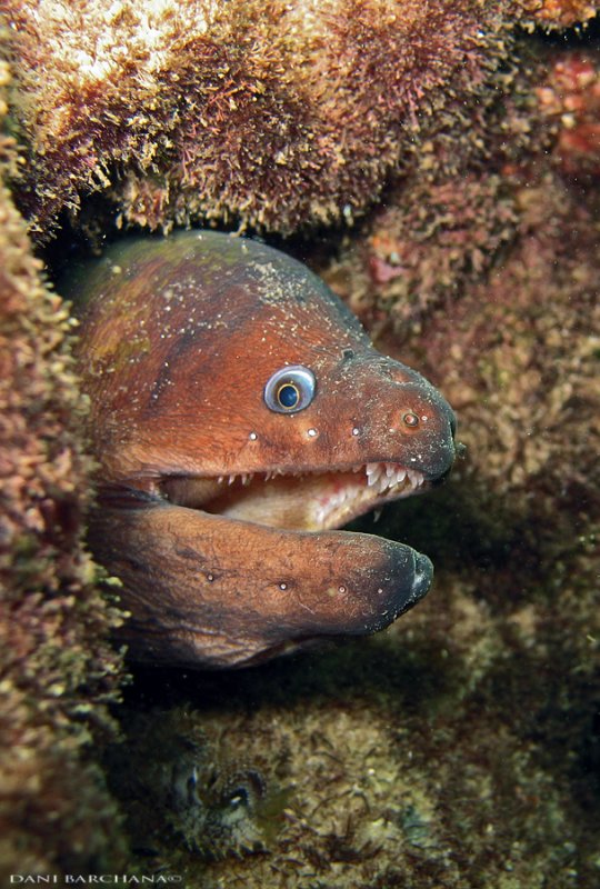 Mediterranean  Moray Eel