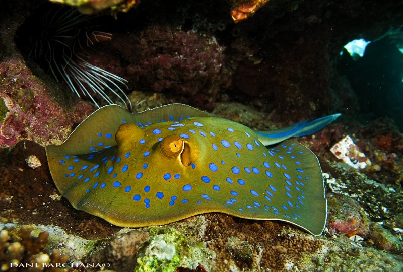Blue Spotted Stingray
