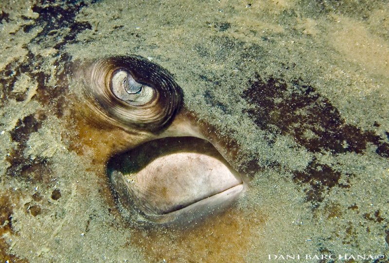 Stingray