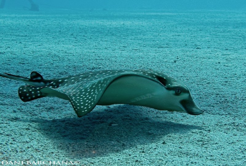 Aetobatus ocellatus, Ocellated eagle ray