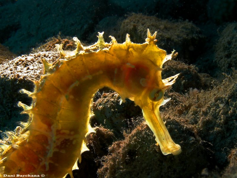 Seahorse - backlight