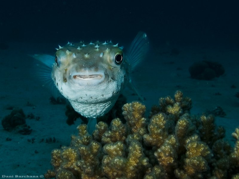 Yellowspotted burrfish