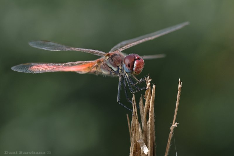 Red-veined darter - Sympetrum fonscolombii