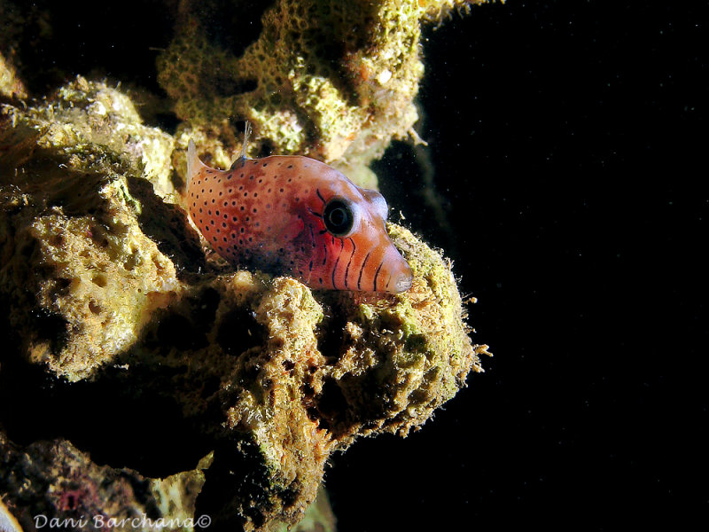 Pygmy tobi  (Canthigaster pygmaea)