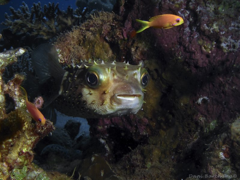 Yellowspotted burrfish