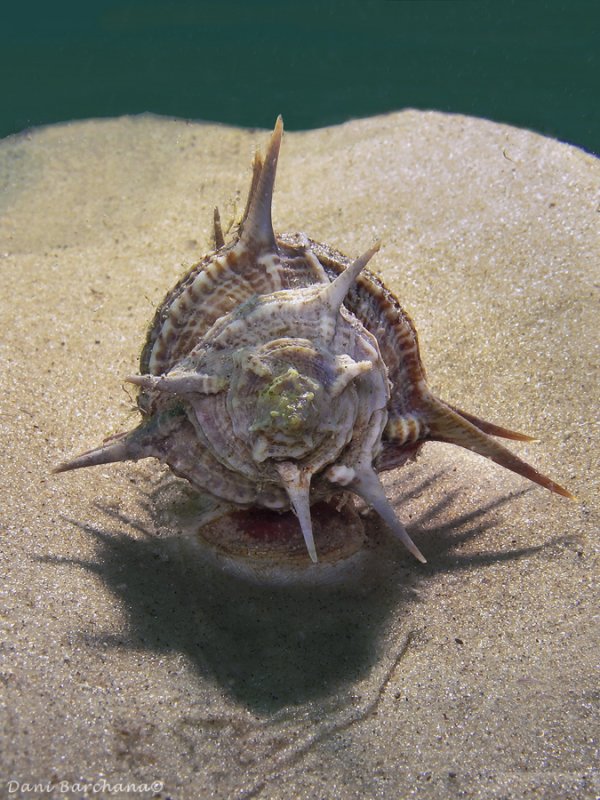 Murex forskoehlii