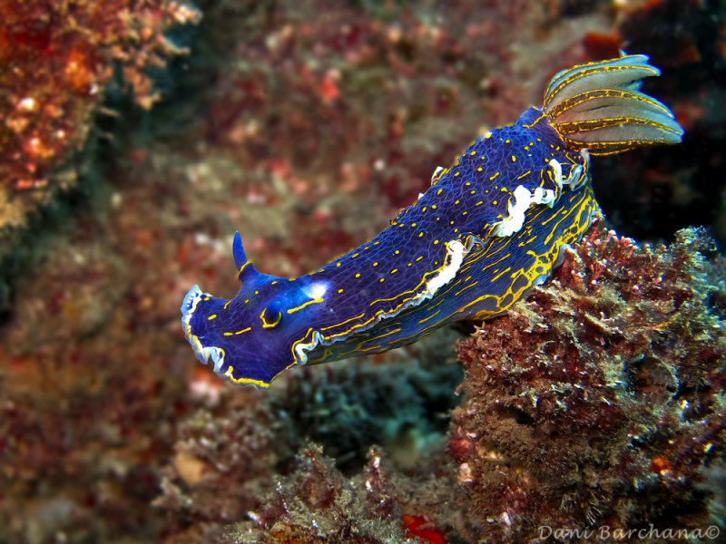 Hypselodoris picta, mediterranean