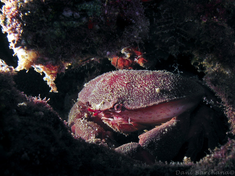 Rosy Crab