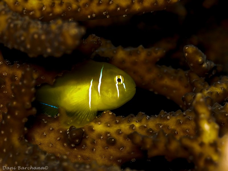 Poison Goby (Gobiodon citrinus)