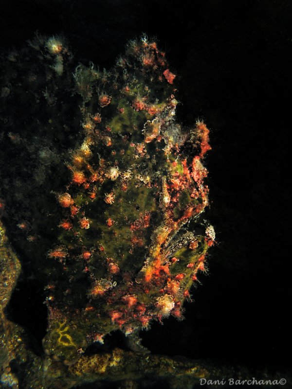Frogfish
