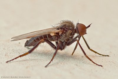 Empis (Lividae?) - Dance Fly