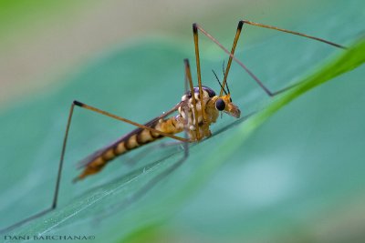 Crane fly (Tipula) (Daddy longlegs)
