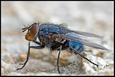 Calliphora vicina