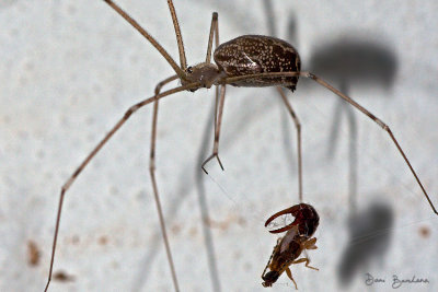 Cellar Spider - Holocnemus pluchei