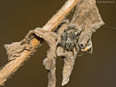 spider perfect camouflage