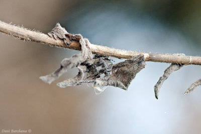 spider perfect camouflage