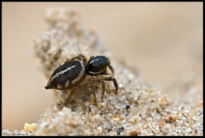 Phlegra fasciata