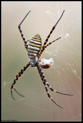Argiope trifasciata